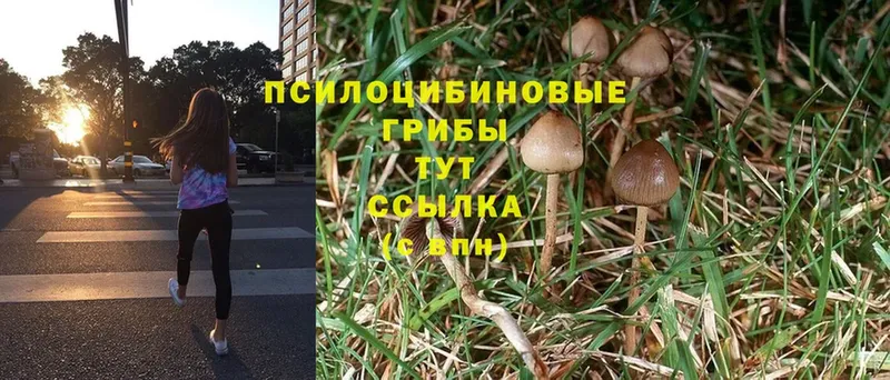 OMG как войти  Ак-Довурак  Псилоцибиновые грибы Psilocybine cubensis 